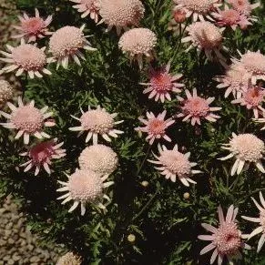 thumbnail for publication: Scabiosa atropurpurea Pincushion Flower, Sweet Scabiosa